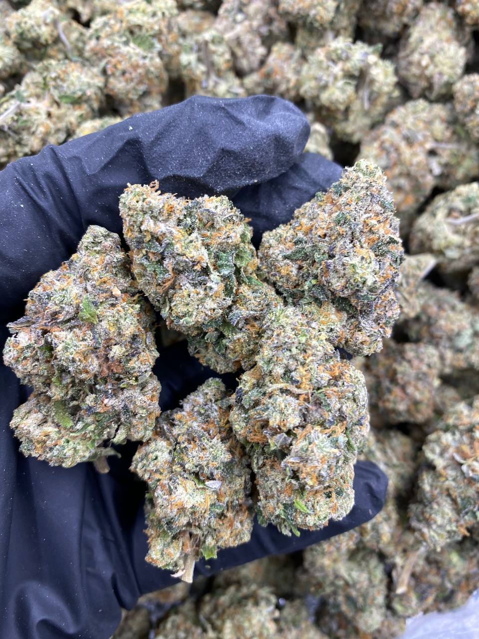 AFGANI-GLUE.jpg AFGANI GLUE - Image 1