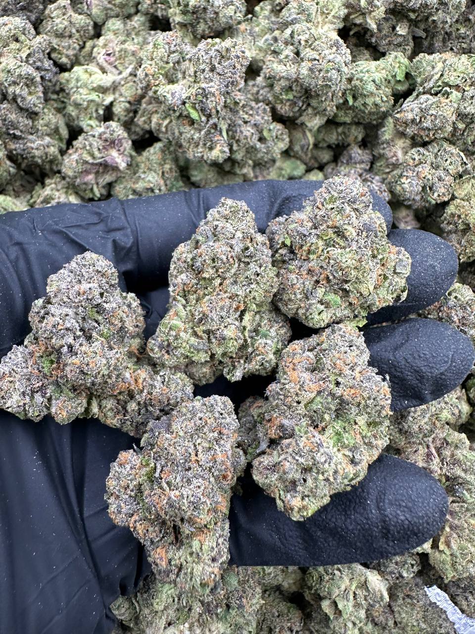 BANANA-SHERBERT.jpg BANANA SHERBERT - Image 1