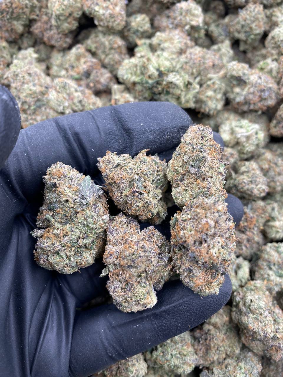 BELOW-ZERO-RUNTZ.jpg BELOW ZERO RUNTZ - Image 1