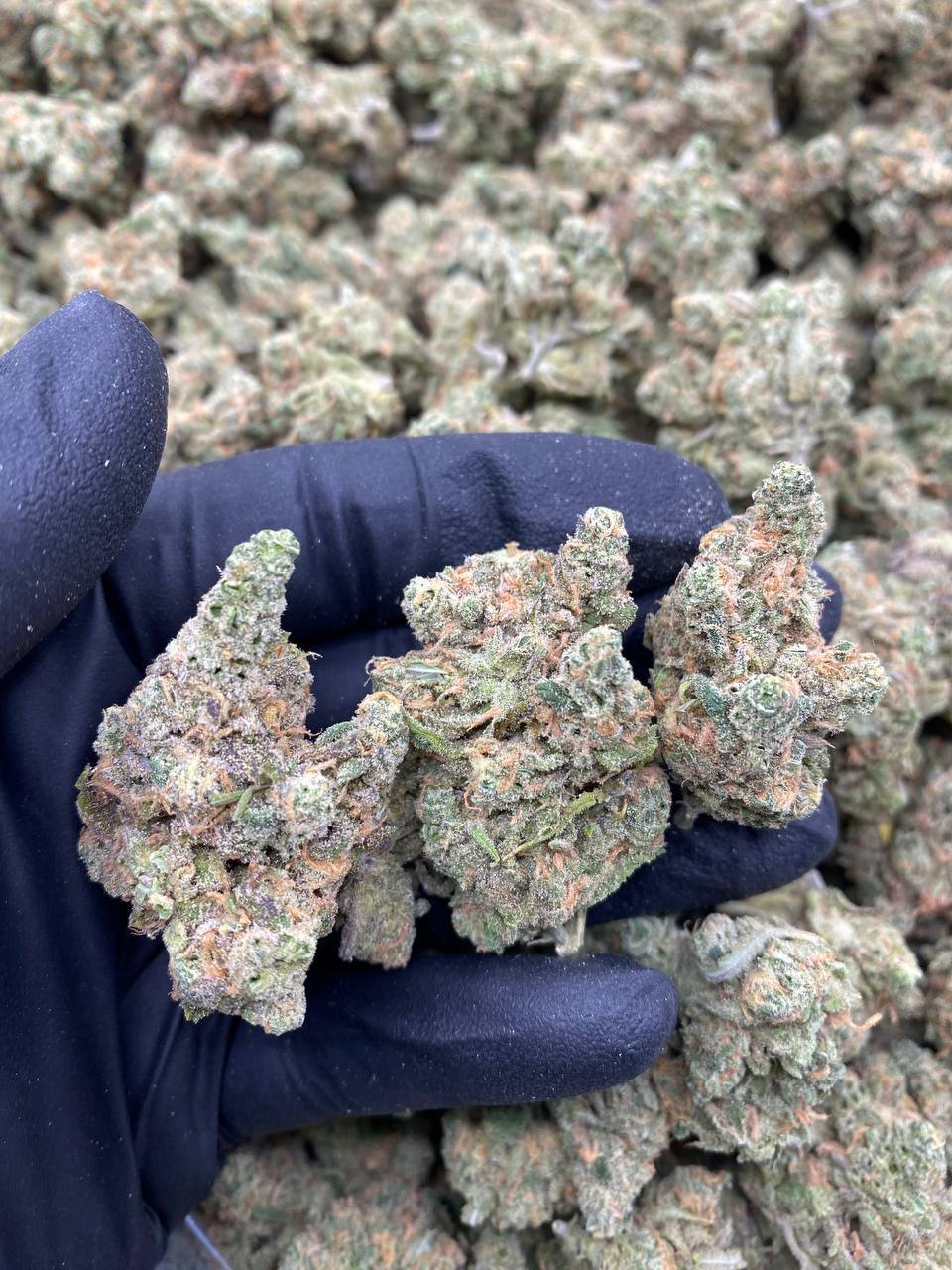 BLUE-DREAM.jpg BLUE DREAM - Image 1