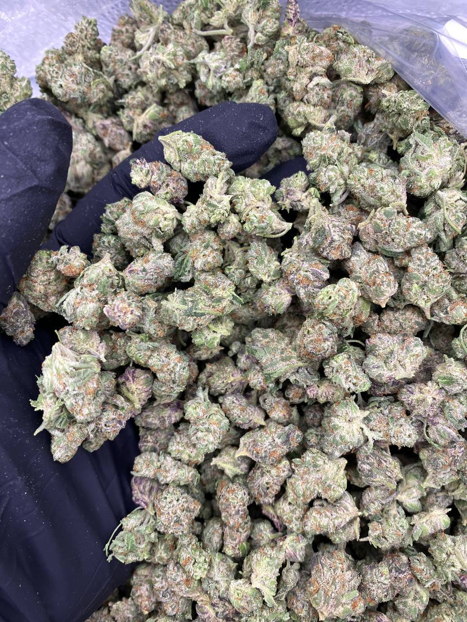 BLUE-NERDS-SMALLS.jpg BLUE NERDS SMALLS - Image 1