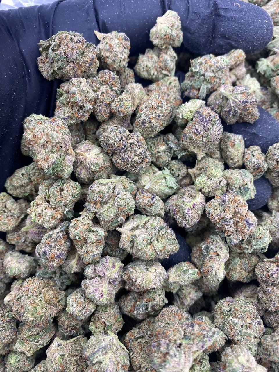 BLUE-NERDZ-SMALLS.jpg BLUE NERDZ SMALLS - Image 1