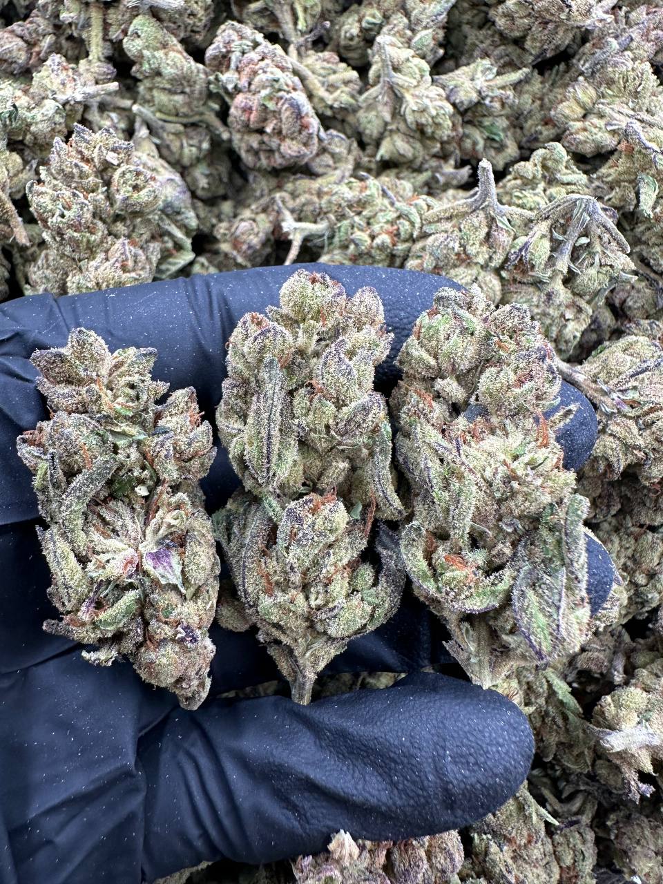 BLUEPHORIA.jpg BLUEPHORIA - Image 1