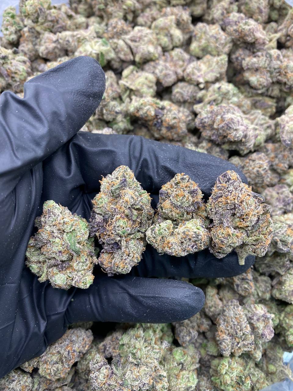 BOLO-RUNTZ.jpg BOLO RUNTZ - Image 1