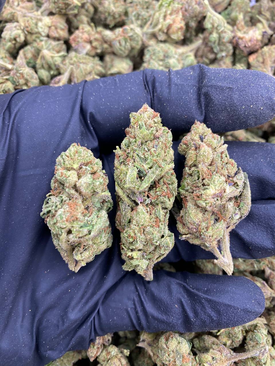 CANDY-GAS.jpg CANDY GAS - Image 1