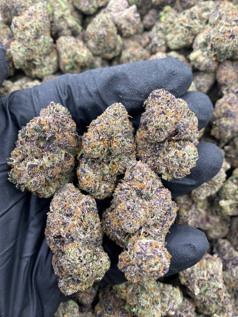 CANDY-SPLASH.jpg CANDY SPLASH - Image 1