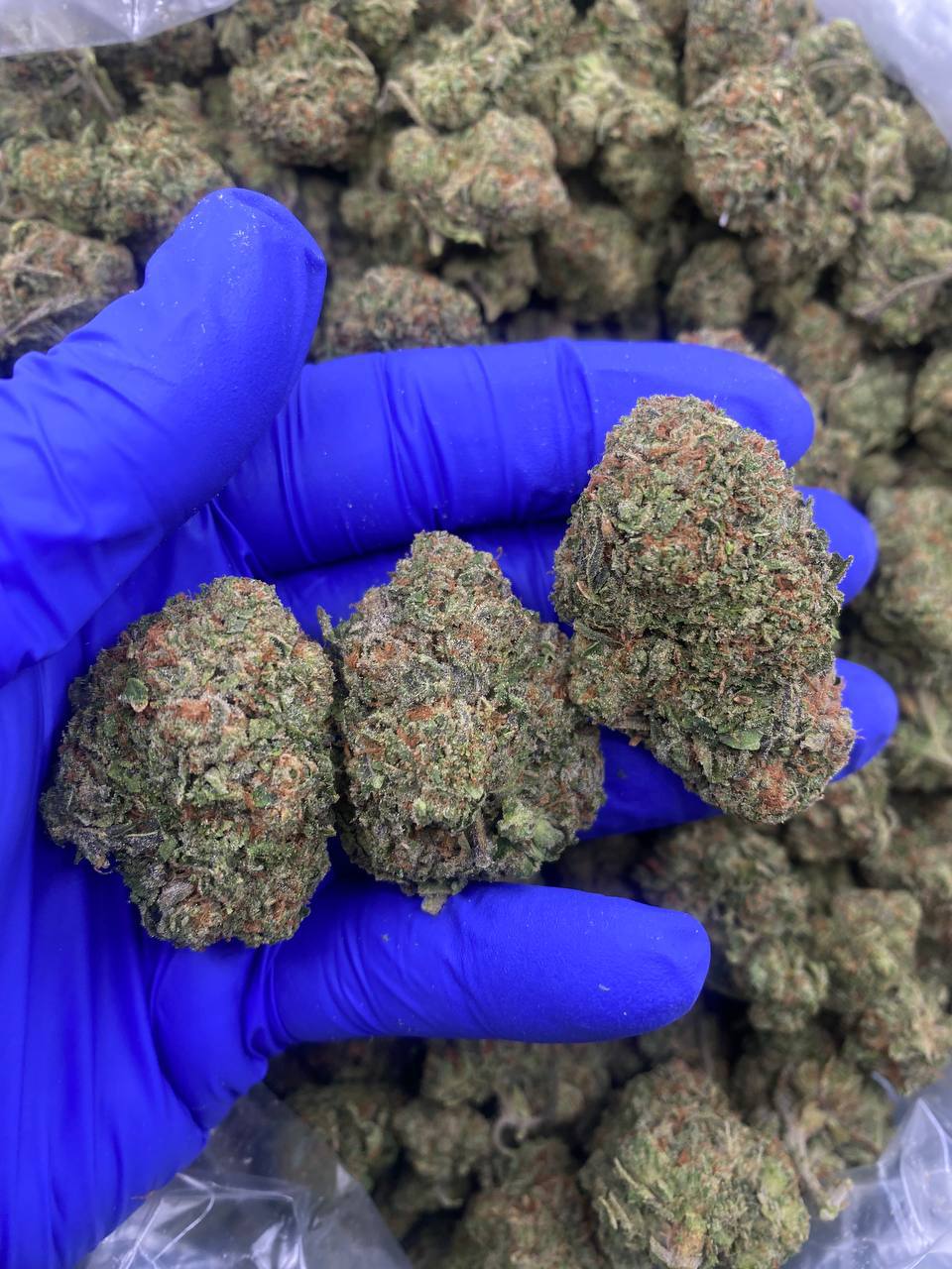 CHERRY-POP.jpg CHERRY POP - Image 1