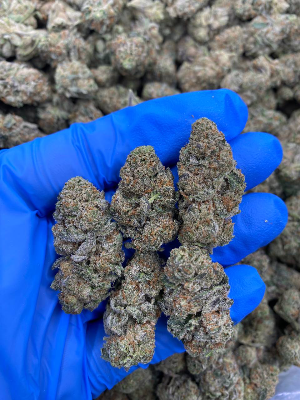 ELEKTRA-ICE.jpg ELEKTRA ICE - Image 1