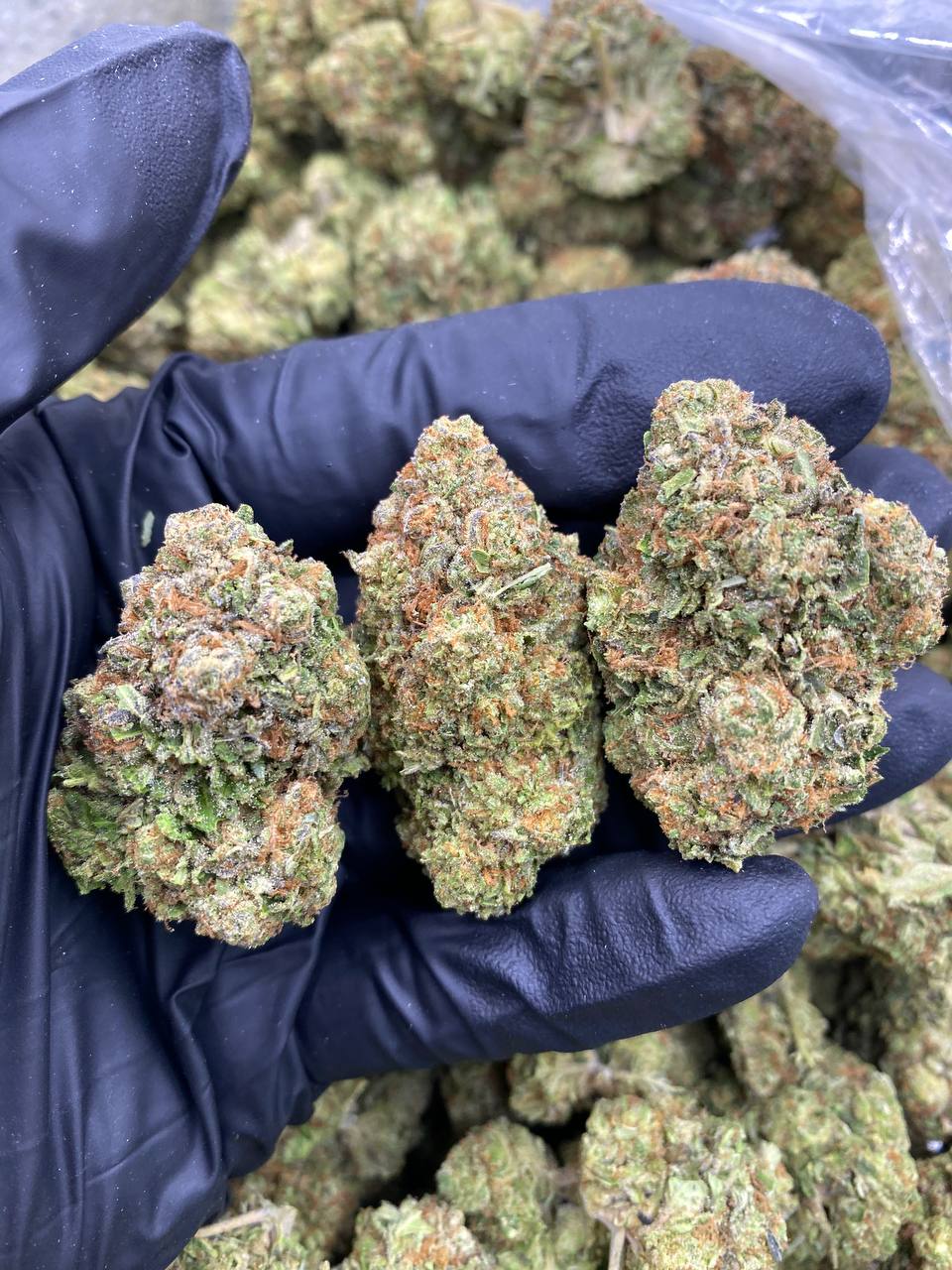 GASTRO-POP.jpg GASTRO POP - Image 1