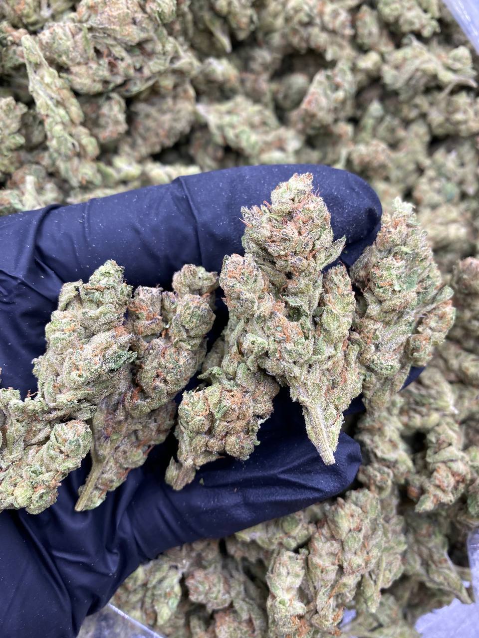 GREEN-APPLE.jpg GREEN APPLE - Image 1