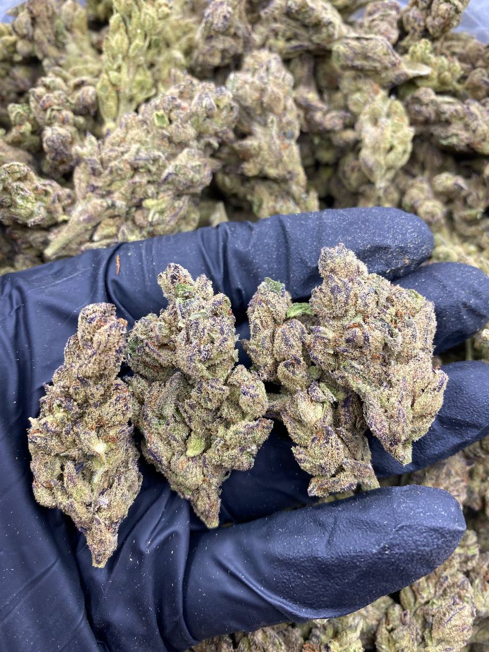 LA-CANDY-ROCKS.jpg LEMON JACK - Image 1