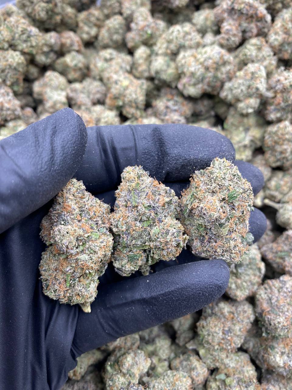 LEMON-CHERRY-GELATO.jpg LEMON CHERRY GELATO - Image 1