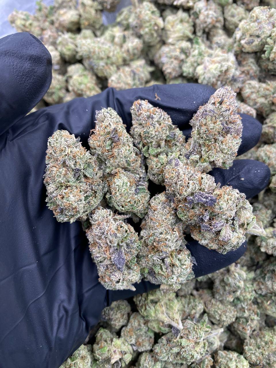 LEMON-CHERRY-GRAPELATO.jpg LEMON CHERRY GRAPELATO - Image 1