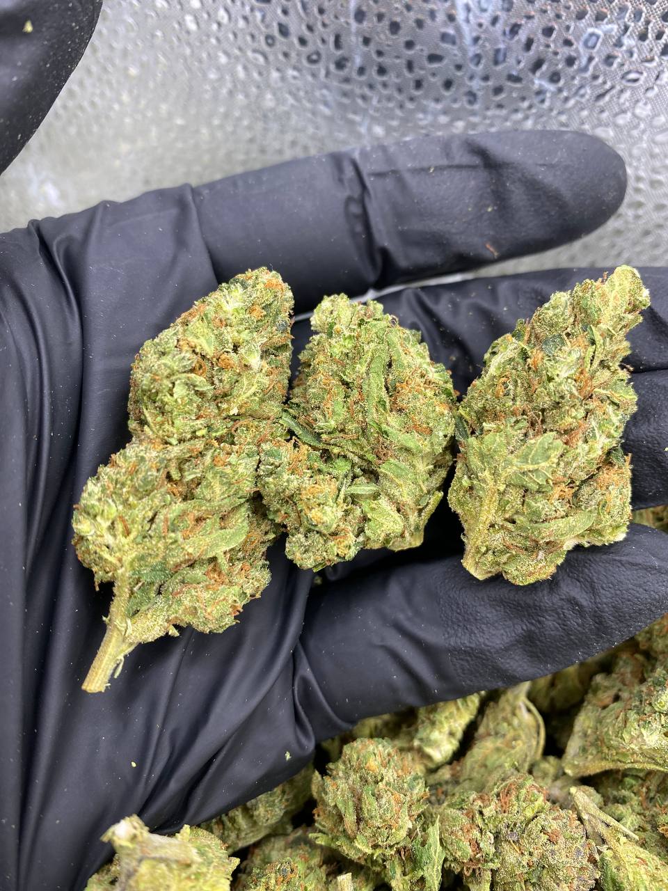 MAC-MINTZ.jpg MAC MINTZ - Image 1