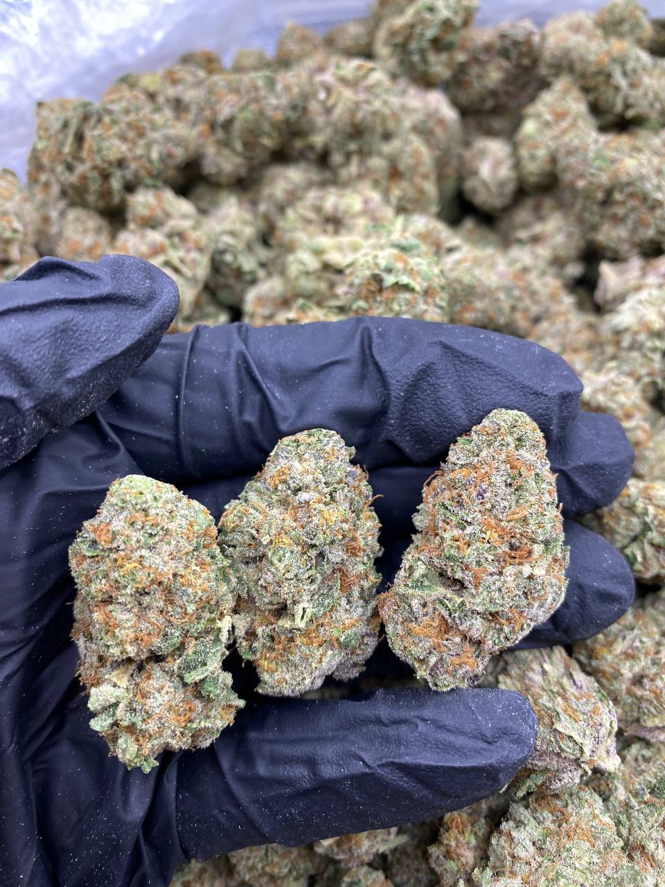 OPPENHIEMER.jpg OPPENHIEMER - Image 1