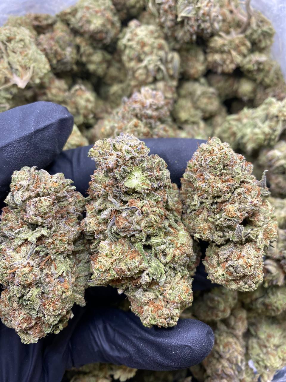 OREO-BLIZZARD.jpg OREO BLIZZARD - Image 1