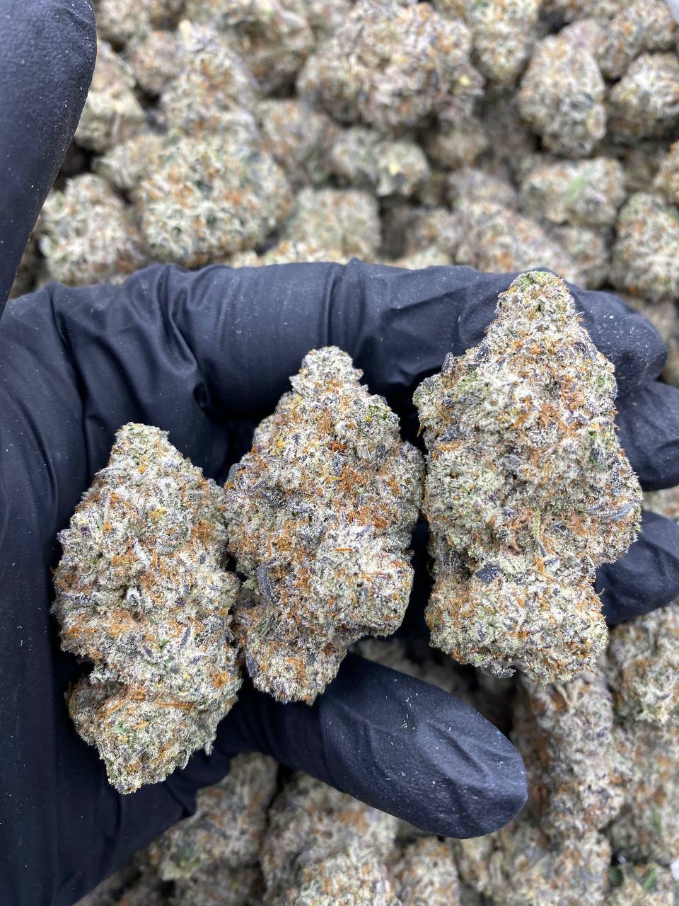 OREOZ.jpg OREOZ - Image 1