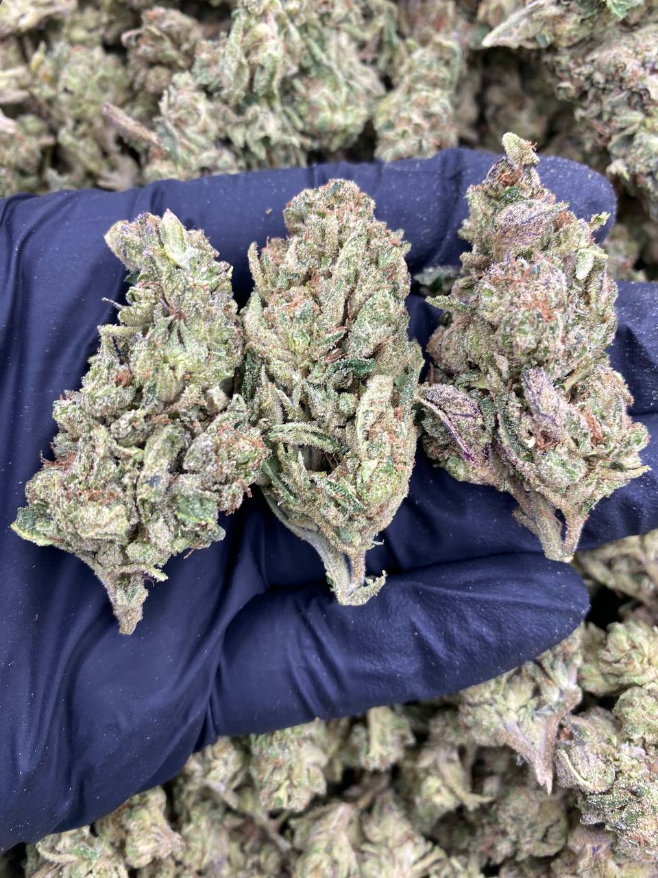 POP-CANDY.jpg POP CANDY - Image 1