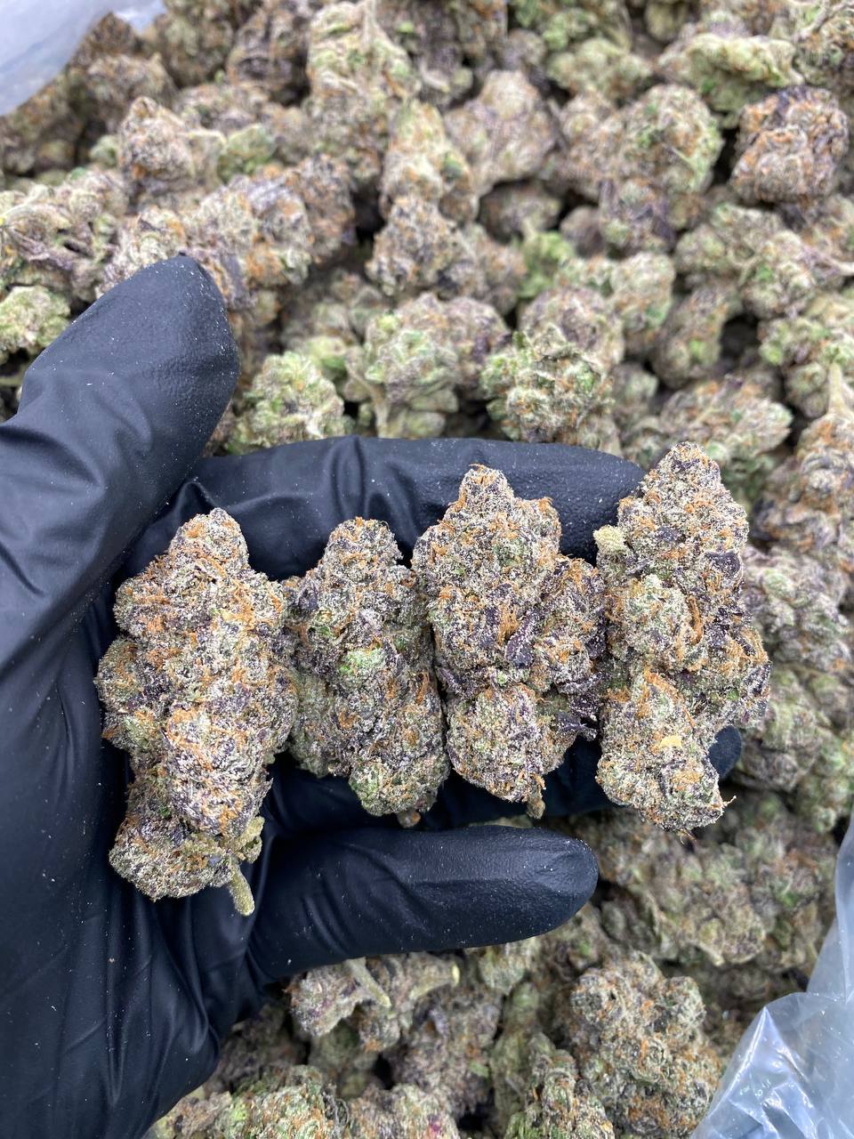 PRE-64-RUNTZ.jpg PRE 64 RUNTZ - Image 1