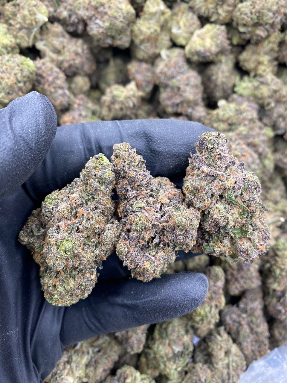 PRETTY-KITTY.jpg PRETTY KITTY - Image 1