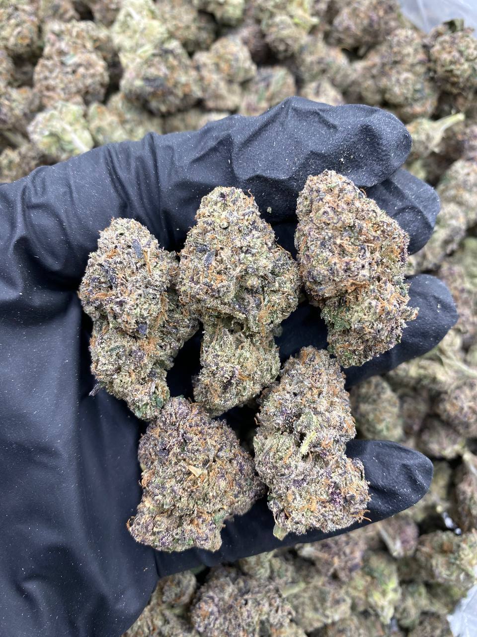 PURPLE-PUSH-POP.jpg PURPLE PUSH POP - Image 1