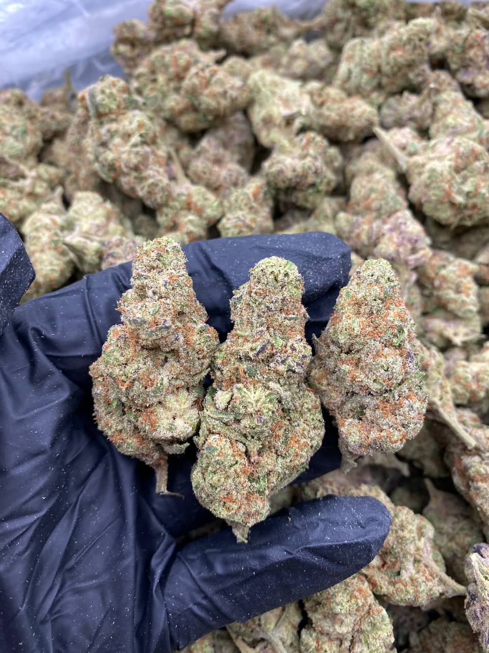 RAINBOW-BOMB.jpg RAINBOW BOMB - Image 1