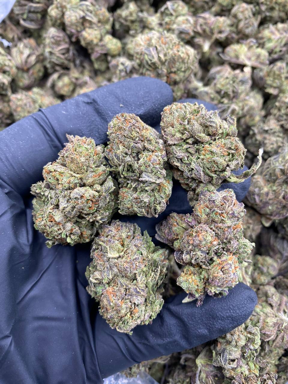 RAINBOW-RUNTZ.jpg RAINBOW RUNTZ - Image 1