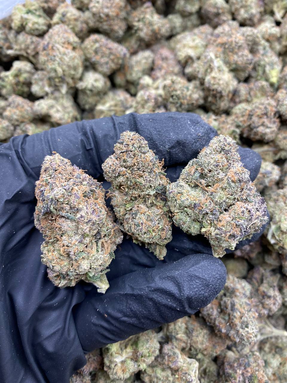 ROYAL-RUNTZ.jpg ROYAL RUNTZ - Image 1