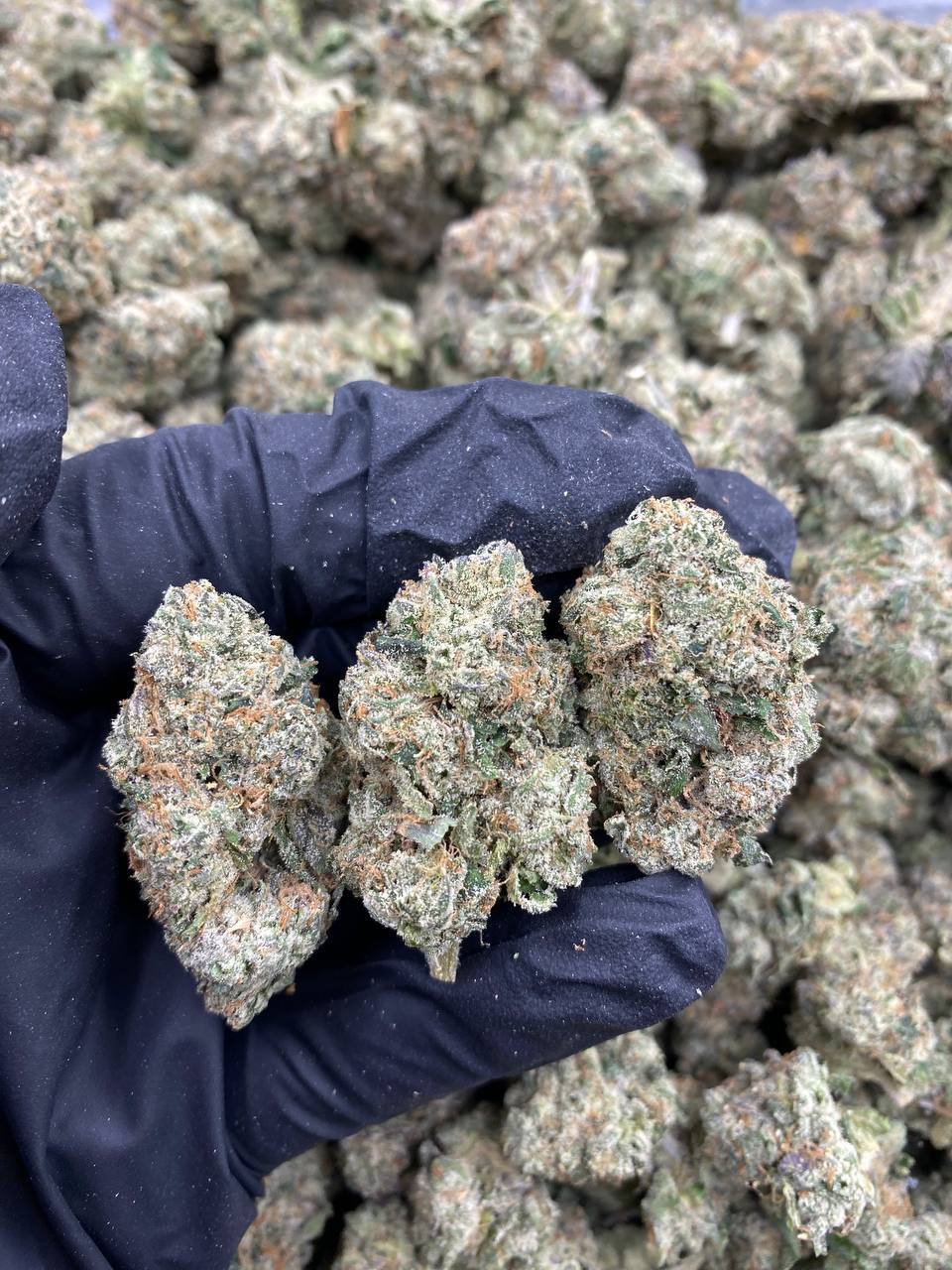 WATERMELON-RUNTZ.jpg WATERMELON RUNTZ - Image 1