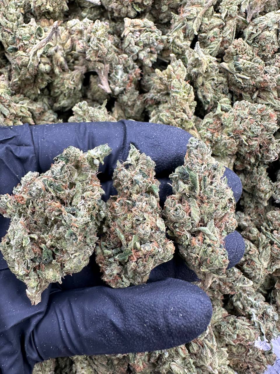 muel-fuel.jpg MULE FUEL - Image 1